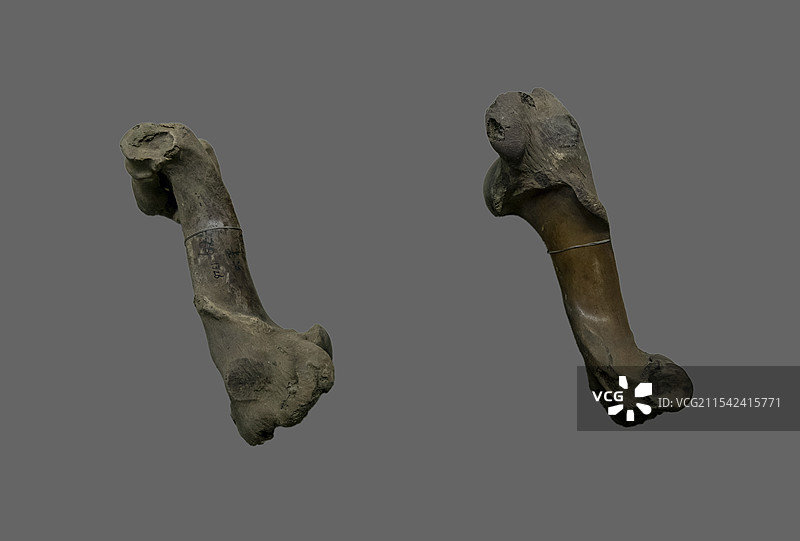 黑龙江省博物馆“20世纪初哈埠社会生活展”：野牛肱骨（1927年，哈尔滨市出土，第四纪更新世晚期）图片素材