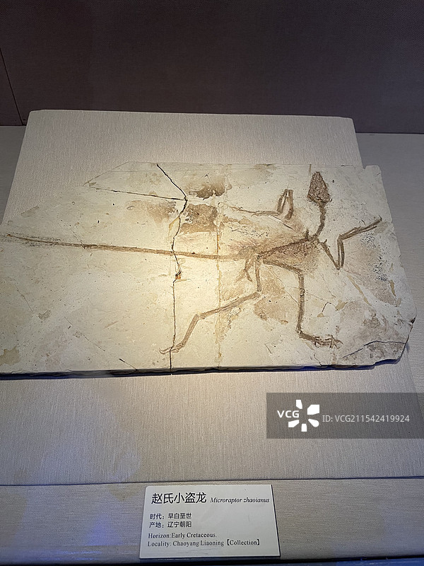 广东省博物馆，赵氏小盗龙图片素材