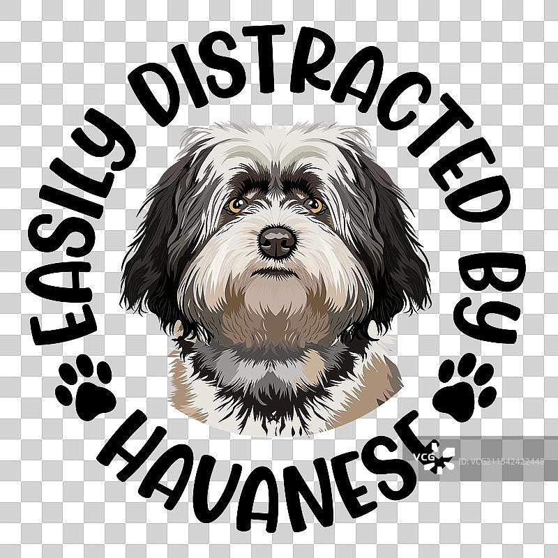 容易分心的哈瓦那犬T恤设计图片素材