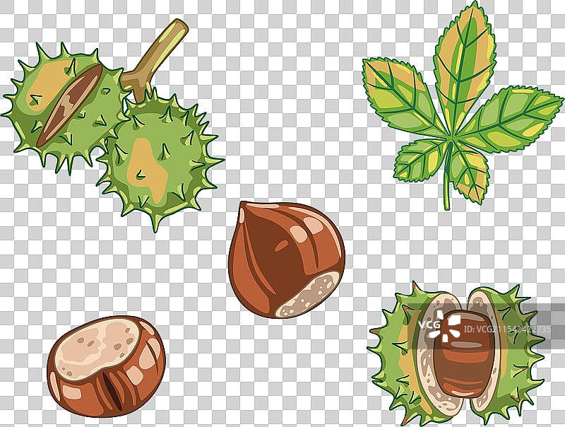 一组新鲜的棕色栗子，卡通风格图片素材