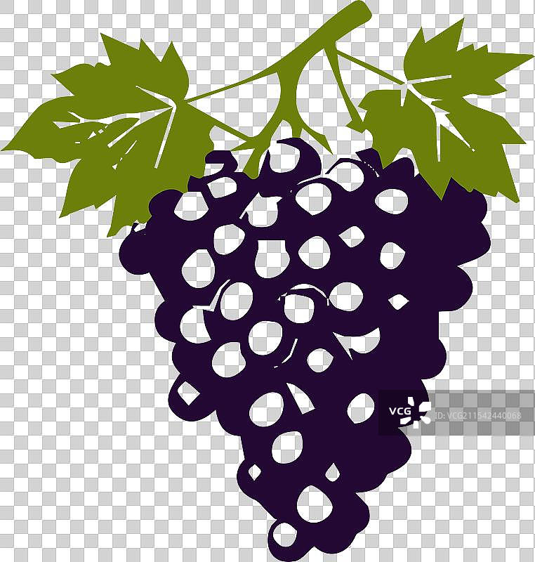 葡萄园的葡萄和葡萄藤图片素材