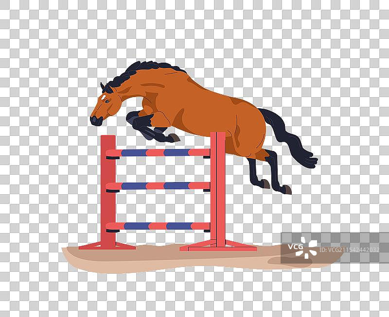 马在马术运动中跳跃障碍物图片素材