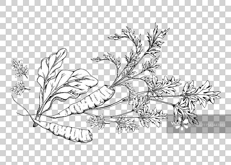 胡萝卜蔬菜绿色沙拉混合，适合饮食和健康。图片素材