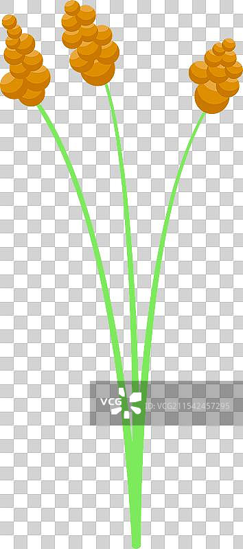 三根金色的狗尾草在野外生长图片素材