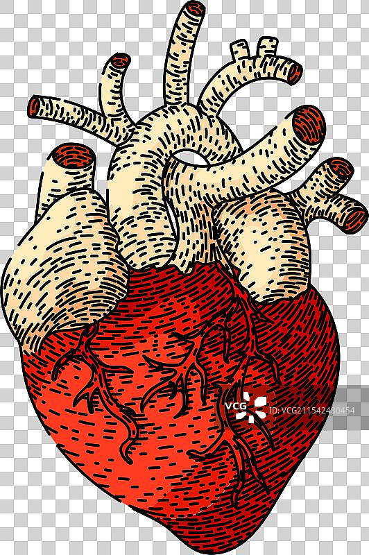 手绘节奏心脏素描图片素材