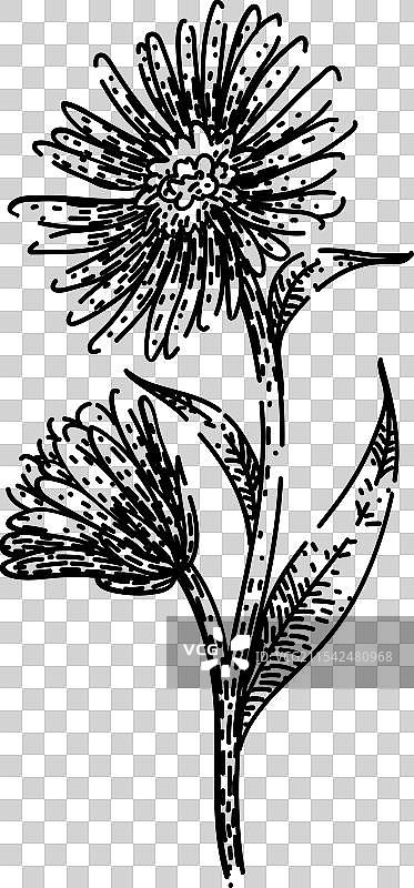 手绘的紫菀花瓣素描图片素材