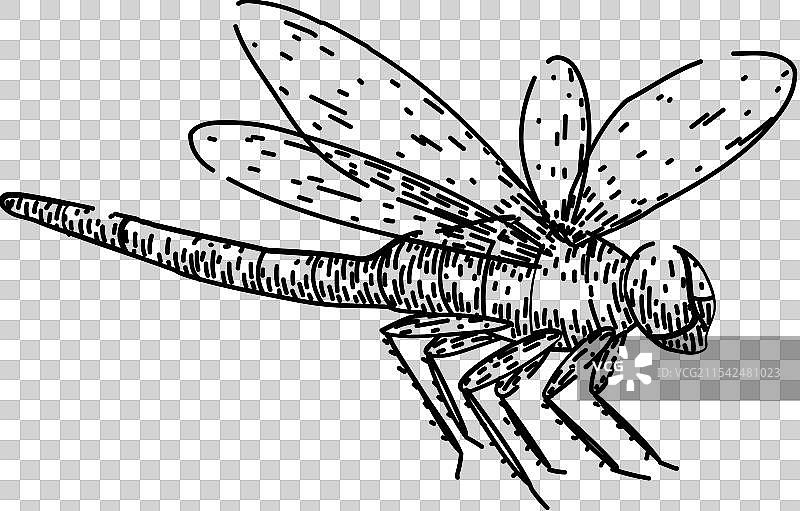 手绘蜻蜓翅膀素描图片素材