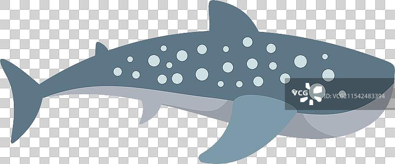 鲸鲨在水下游泳的海洋野生动物图片素材