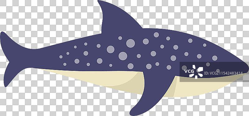 鲸鲨在水下游泳，嘴巴张开。图片素材