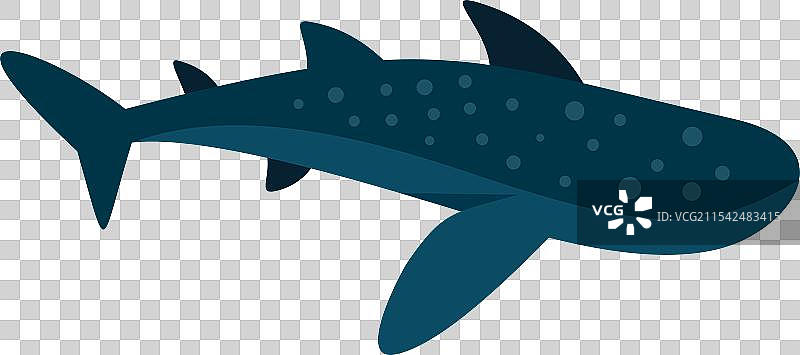 鲸鲨在水下游泳，嘴巴张开。图片素材