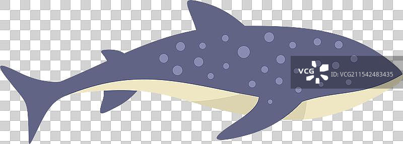 鲸鲨在水下游泳的海洋野生动物图片素材