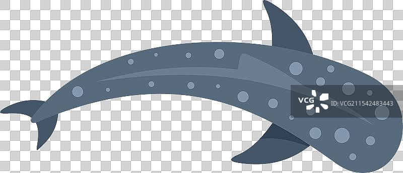 鲸鲨在海洋中游泳，展示它的图片素材