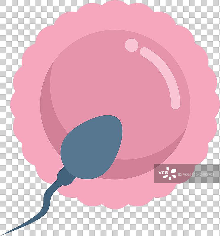 单个精子受精卵图片素材