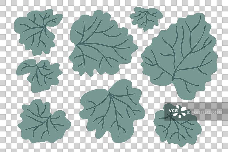 一组手绘的风信子风格叶子图片素材