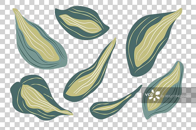 手绘风格的一组蕨类植物叶子套件图片素材