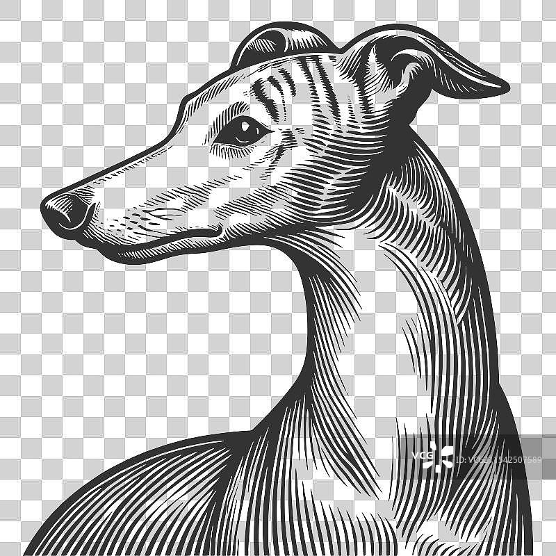 灰hound和威尔士犬图片素材