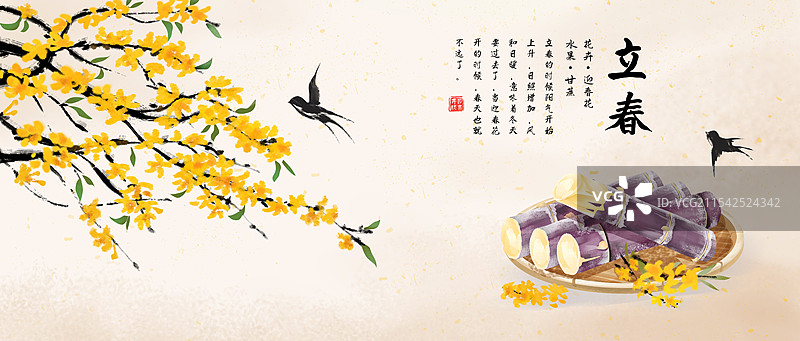 立春节气迎春花开吃甘蔗插画海报图片素材