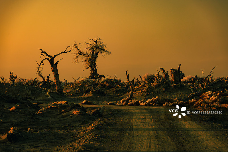 西部晚霞映照雾凇胡杨风骨图片素材