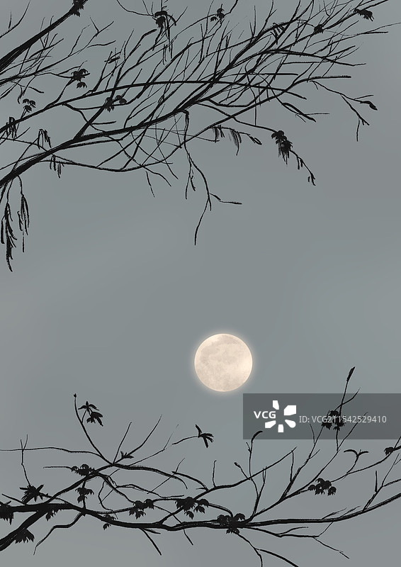 夜晚的月亮映照的枝丫图片素材