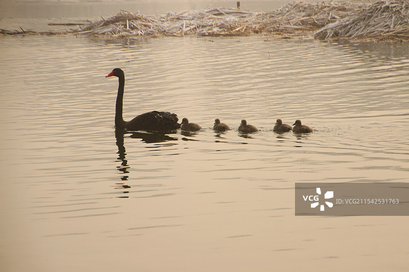 黑天鹅妈妈带着小鹅游水图片素材
