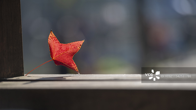 一叶知秋图片素材