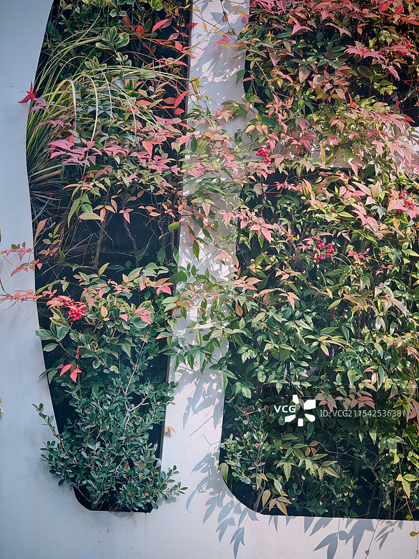 植物墙图片素材