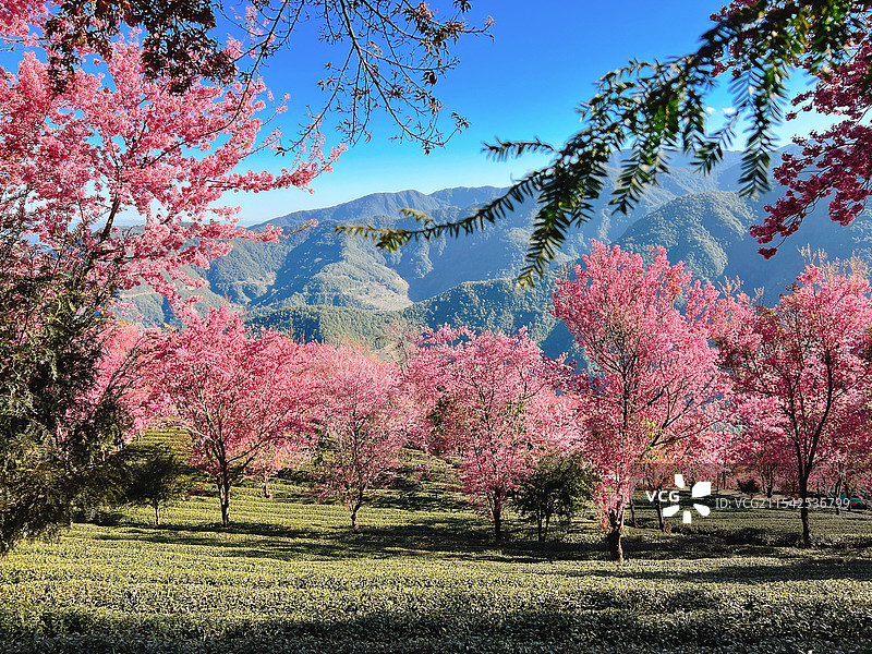 无量山的樱花盛开在冬季的茶园里图片素材