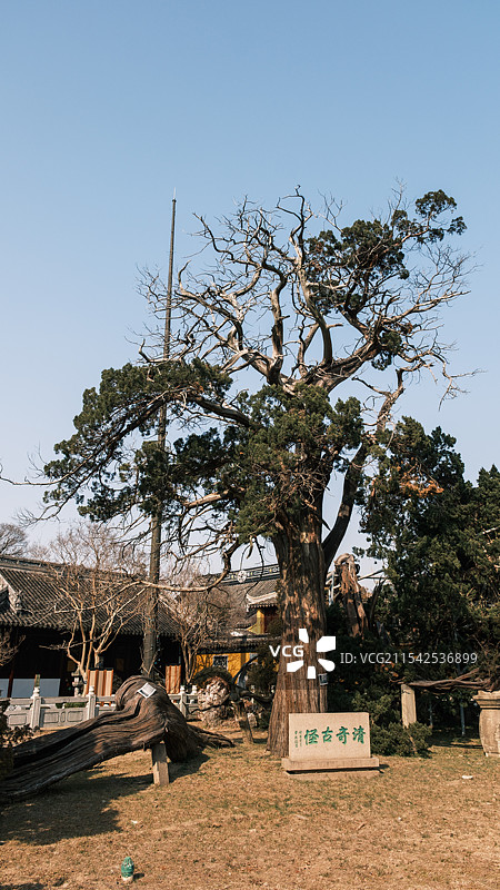 苏州司徒庙的千年圆柏图片素材