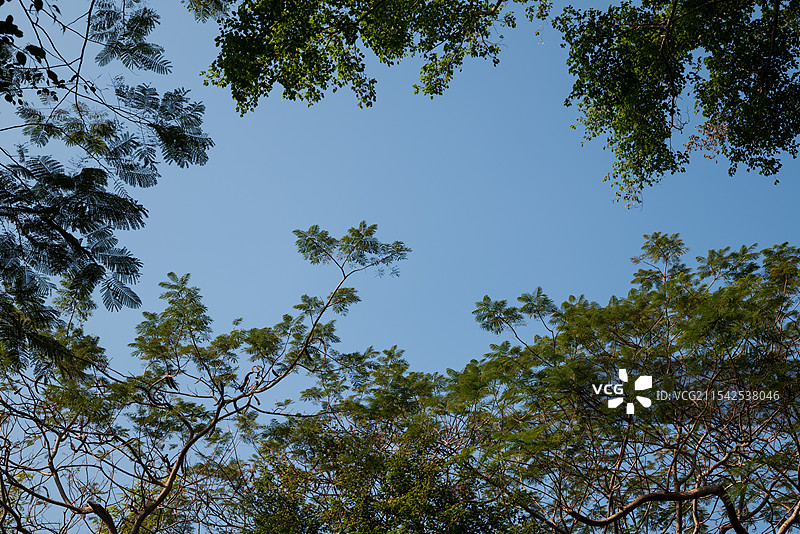 深圳大学城：在晴朗的蓝天下透过阳光俯瞰树木图片素材