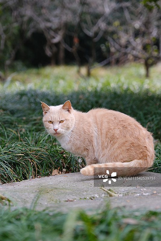 南京明孝陵野猫流浪猫图片素材