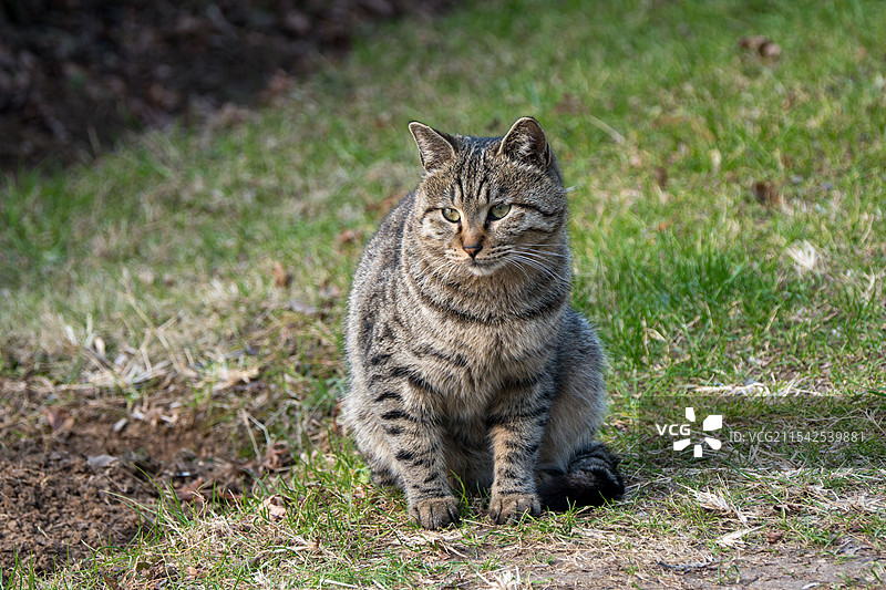 狸花猫图片素材