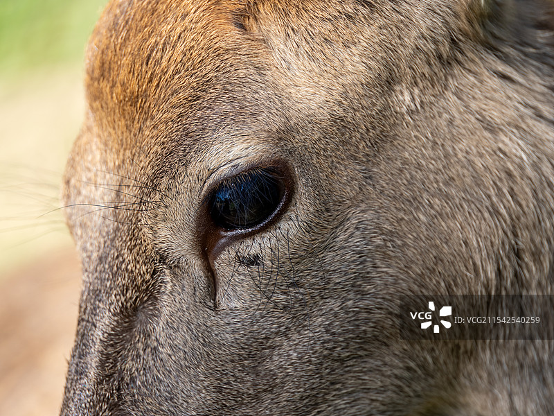 鹿眼，鹿瞳图片素材