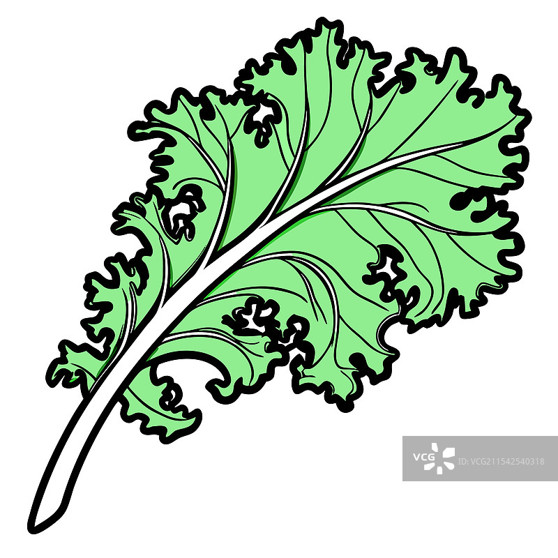 鲜艳的绿色羽衣甘蓝叶图片素材