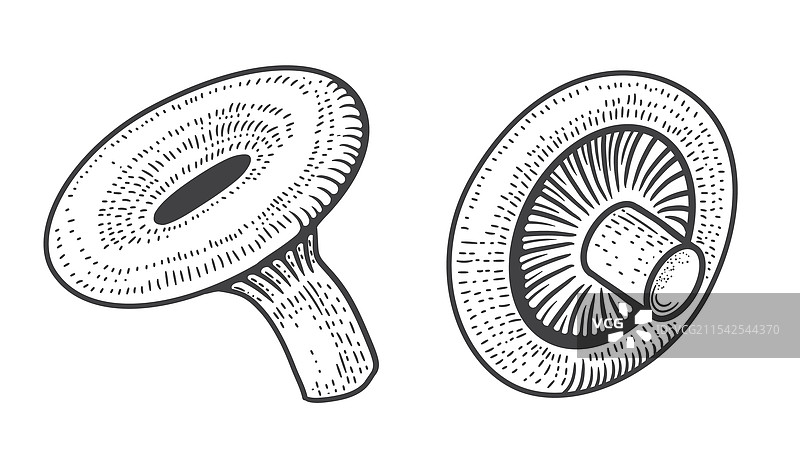 手绘可食用蘑菇森林素描图片素材