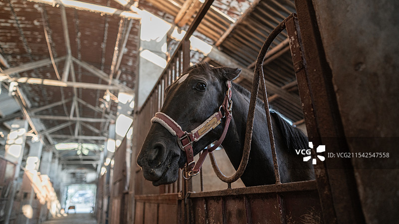 在马鹏里的马的广角特写图片素材