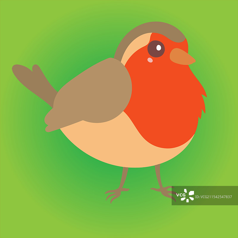 美洲知更鸟在天空中飞翔图片素材