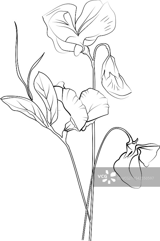 甜豌豆艺术 甜豌豆花束图片素材