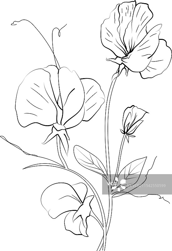 甜豌豆花墙艺术作品合集图片素材