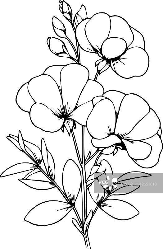 白羊座、甜豌豆和雏菊的极简风格纹身，甜美可爱图片素材