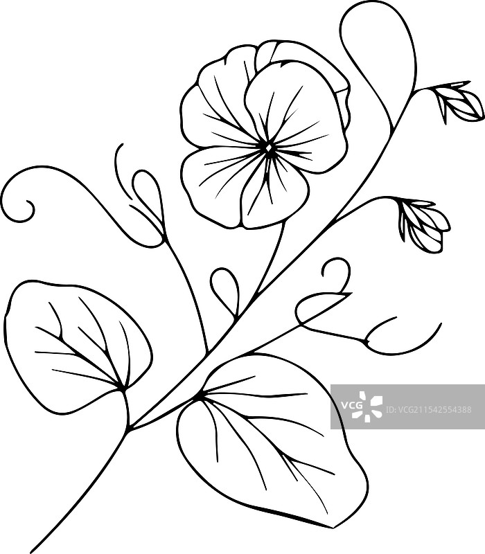 简单的花朵绘画：甜豌豆花艺术轮廓图片素材