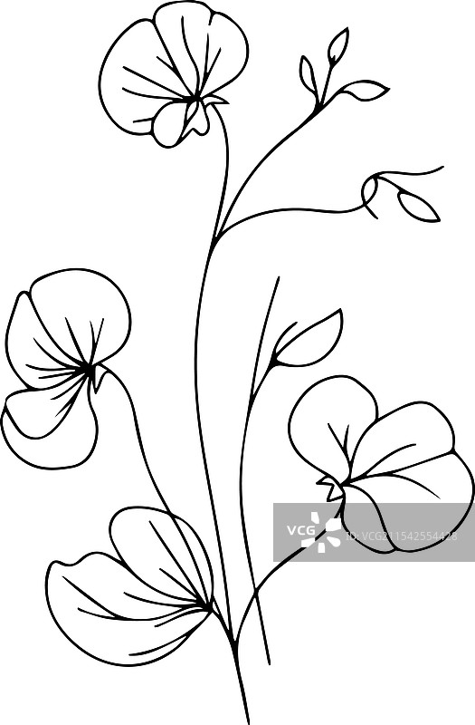 出生花甜豌豆花涂鸦花束图片素材