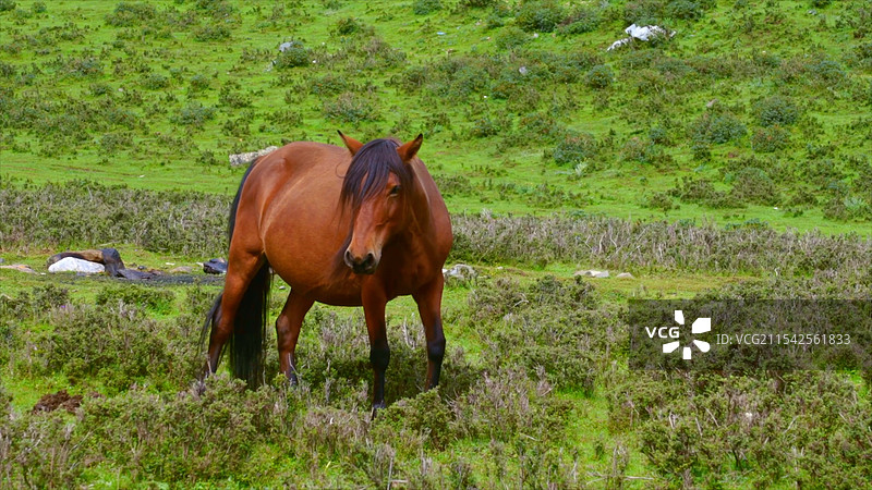 草原上的马图片素材