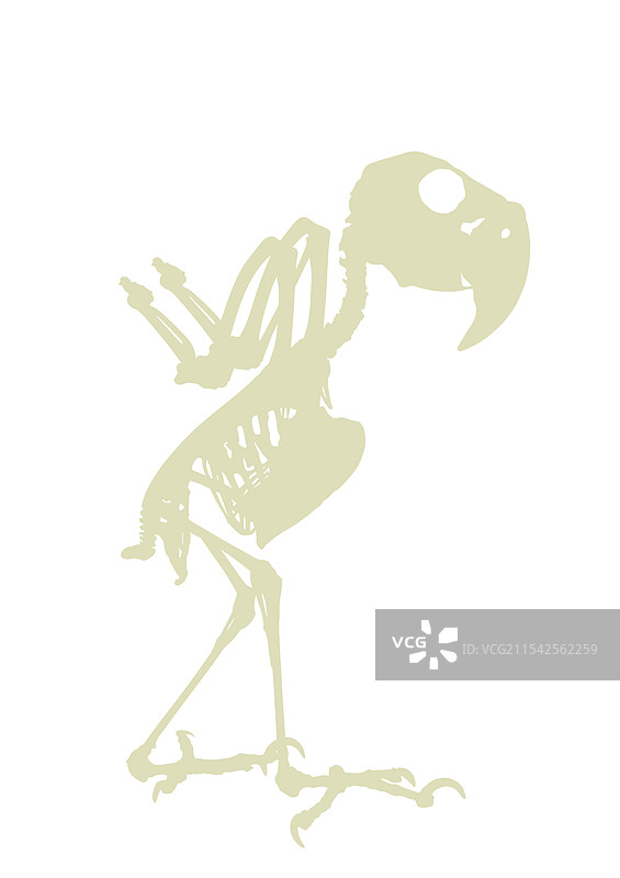 非洲灰鹦鹉骨骼轮廓图片素材