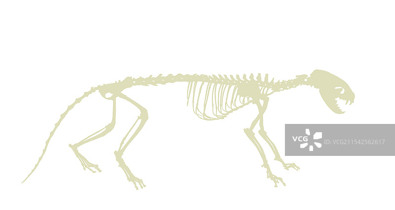 黄鼠狼骨骼轮廓孤立图图片素材