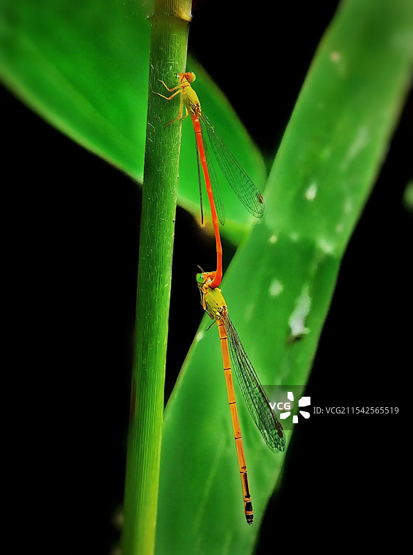 豆娘接力赛图片素材