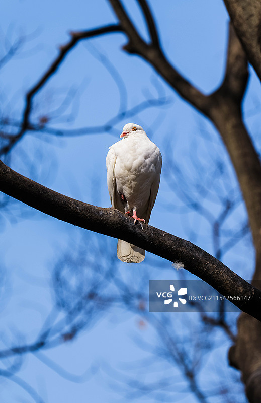 晒太阳睡觉的白鸽图片素材