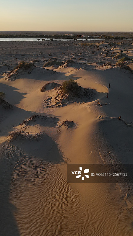 内蒙古胡杨林沙漠图片素材