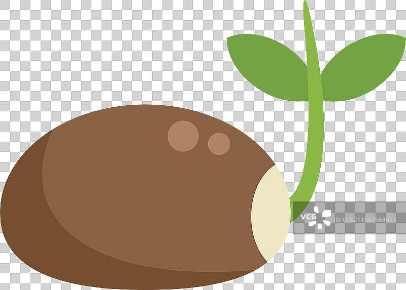 小绿芽从种子中生长出来图片素材