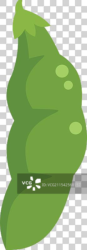 悬挂在植物上的青豆荚，里面有种子图片素材