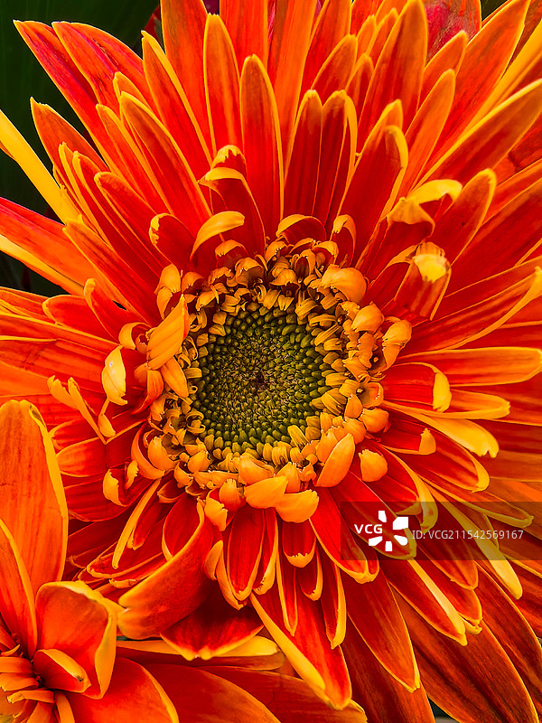 菊的特写图片素材